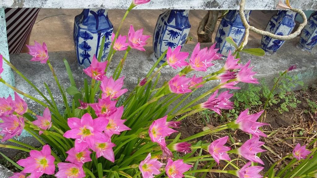Center Homestay Hoi An Zewnętrze zdjęcie